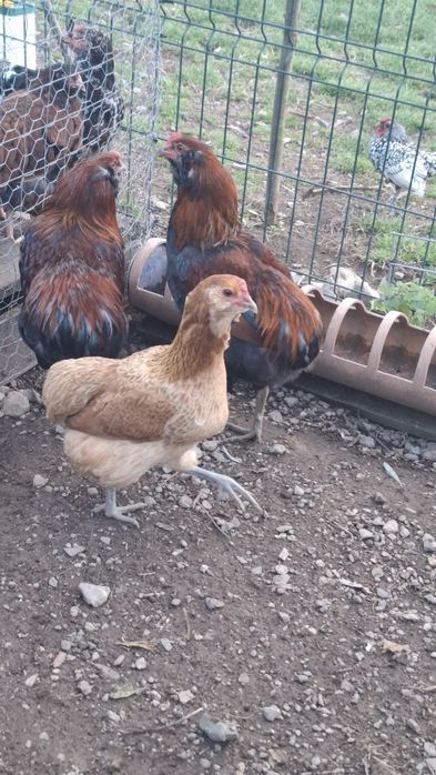 Pereche araucana spic de grîu