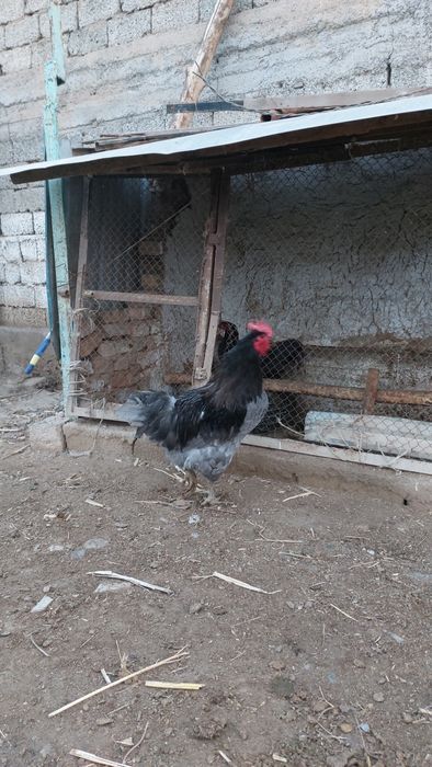 Джерси хуроз сотилади нархи 300минг