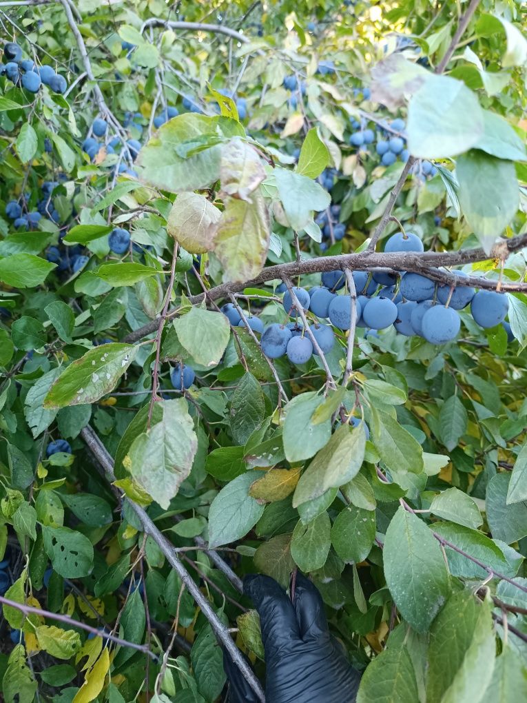 Продам классную дачу в которой можно жить весь сезон.
