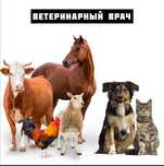 Ветеринар Чиланзарский Район 24/7 круглосуточно 24/7 выезд Все животны
