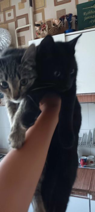Ikta mushuk 1 quz 1 õgil