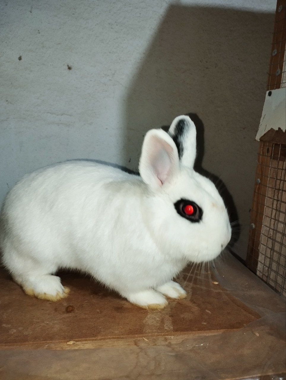 Quyonchalar xamyaklar