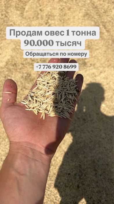 Продам Овес росыпью или в мешках