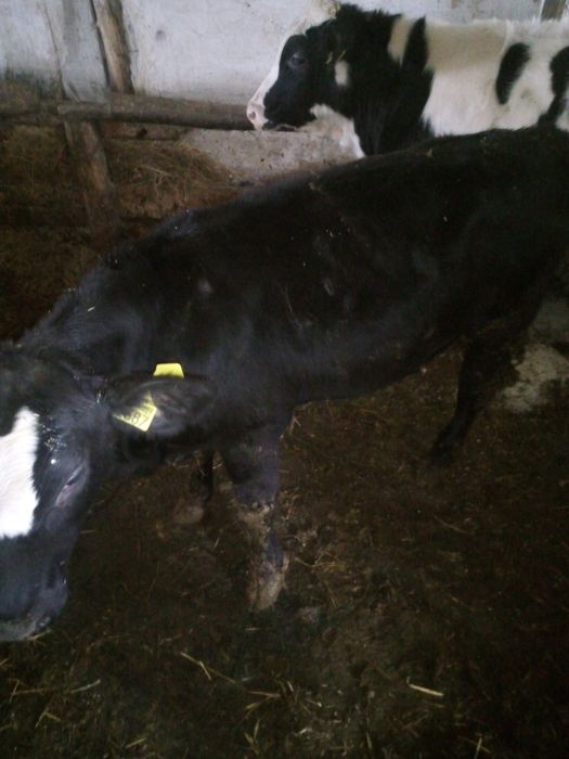 Vând 4 vitei între 150 kg și 190