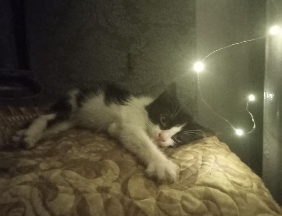 Кошечка мышеловка