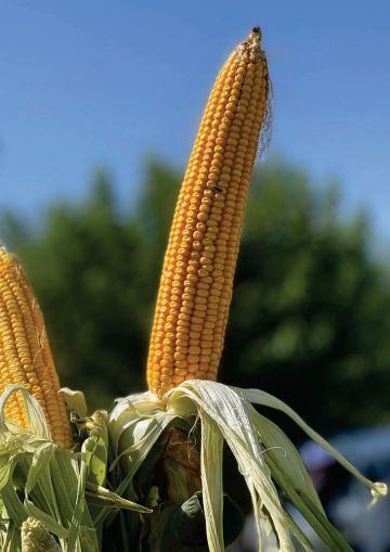 Высокоурожайные гибриды кукурузы из каталога США, Европы в Узбекистане