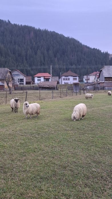 Vând 10 oi pe ales