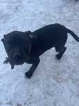 Pitbul sotiladi 2.5 oylik