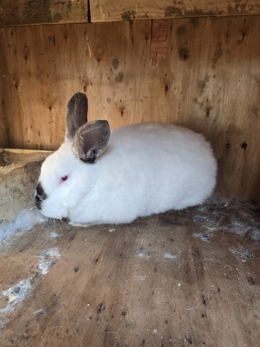 Vând iepure californian