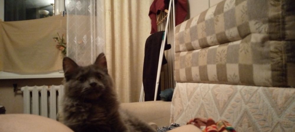 Отдам в хорошие руки кошечку