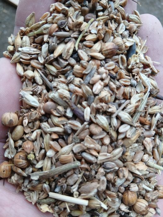 Продам  зерноотходы отруби зерносмесь  пшеница