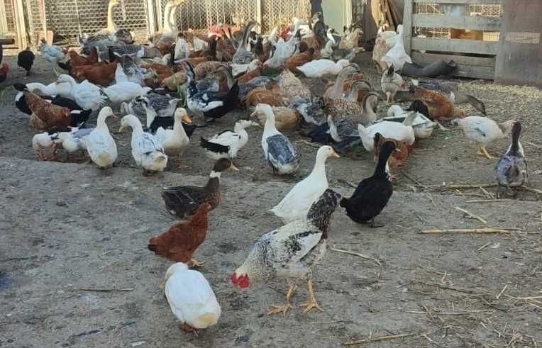 Rate si gaste de vanzare