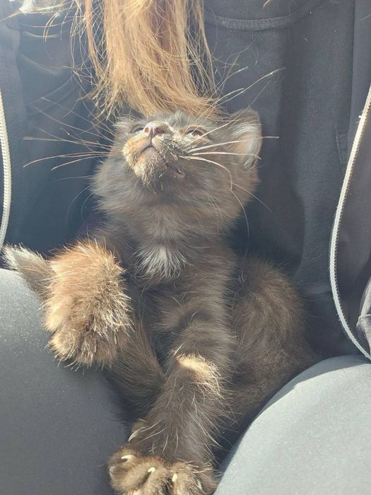 Филя в поисках дома! Ташкент!