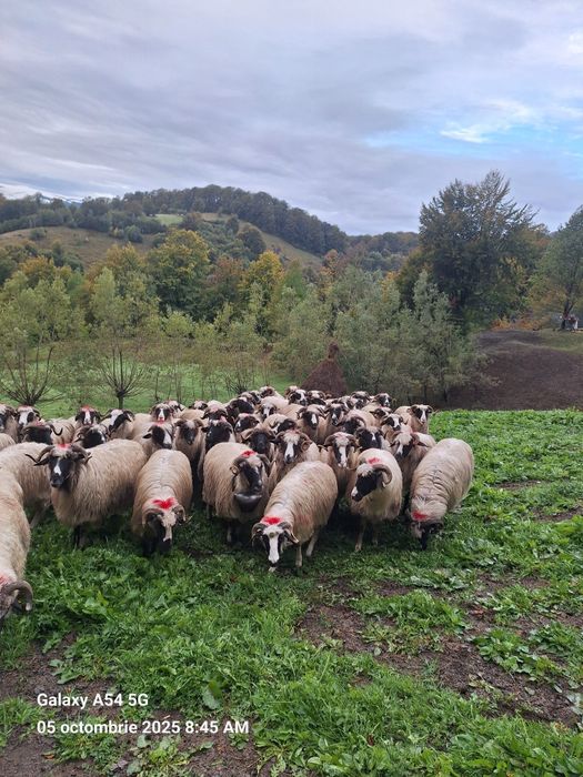 Vând oi 60 de bucăți