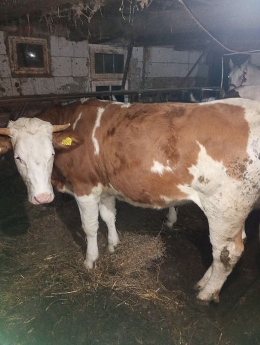 Vând sau schimb junică