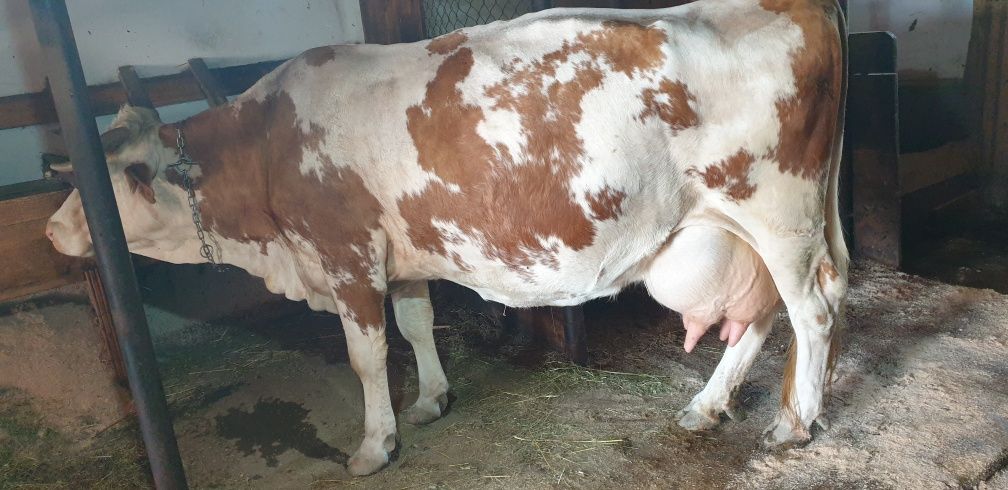 Vițică de vânzare bălțată