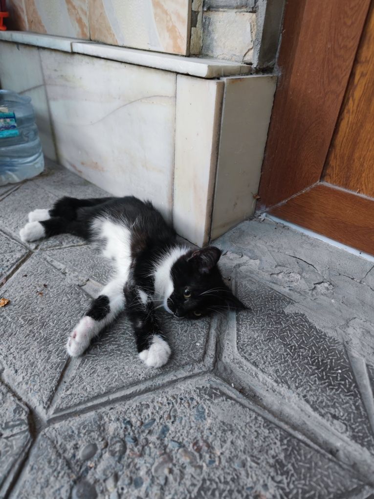 Отдам даром котят в хорошие руки