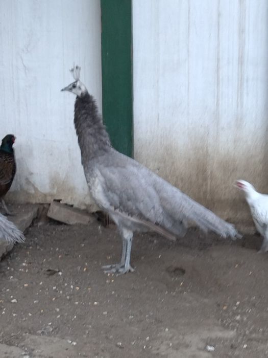 Păuni și fazani 2025