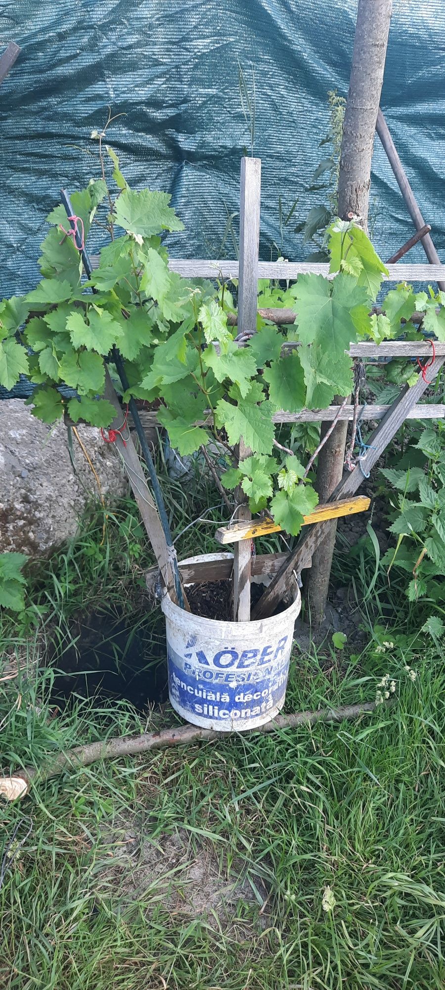 Lamai altoit (pom fructifer), anul 4, în ghiveci mare.