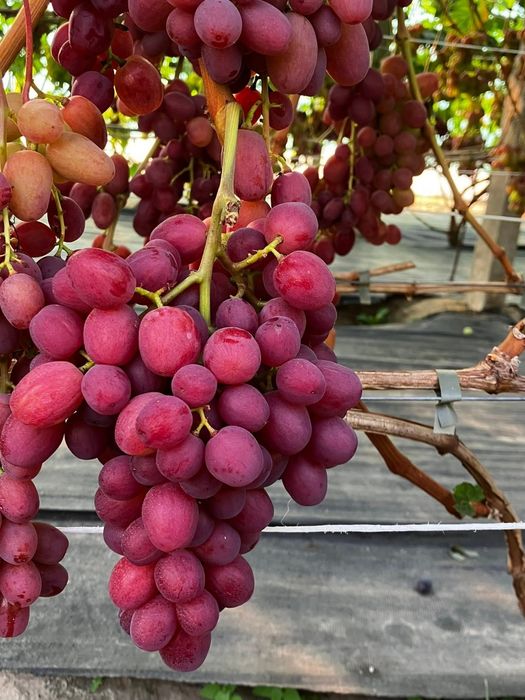 Vita de vie soiul Dinka