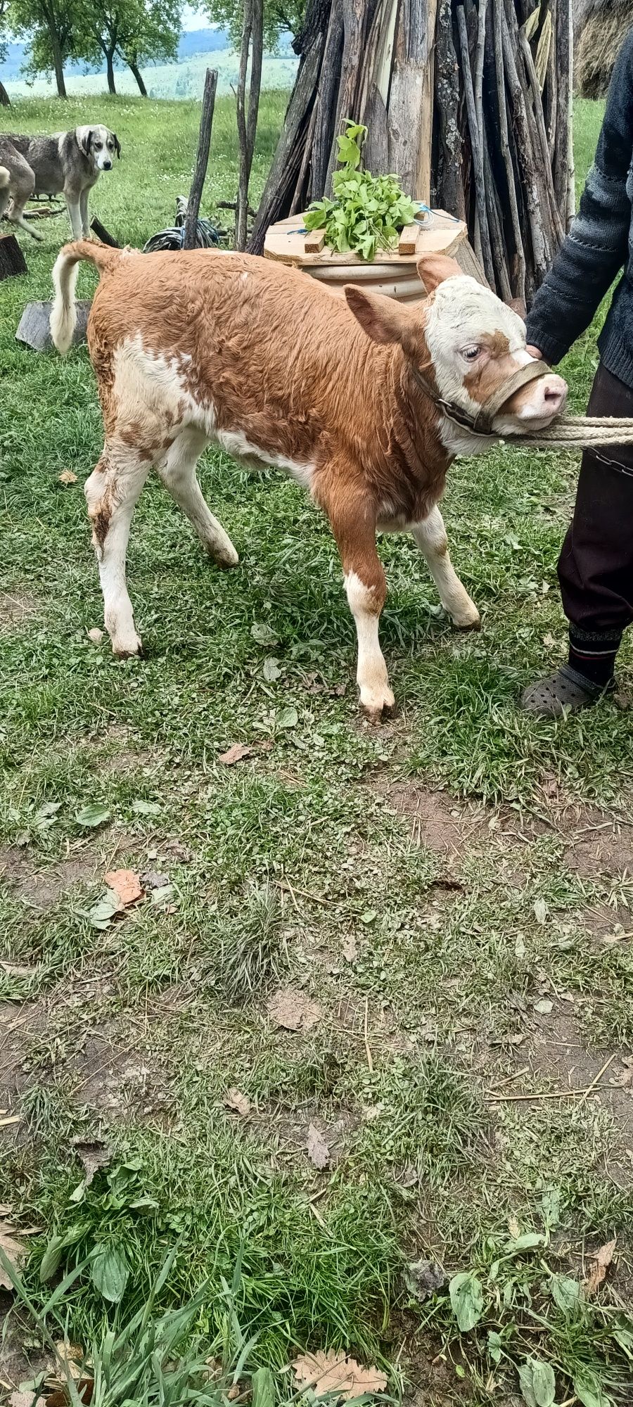 Vând vițea bălțată