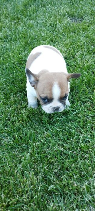 Френски булдог (малки)