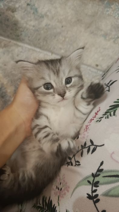 Shishila 3 ta sotladi  mushuk