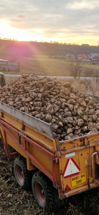 Sfecla de zahar 2025