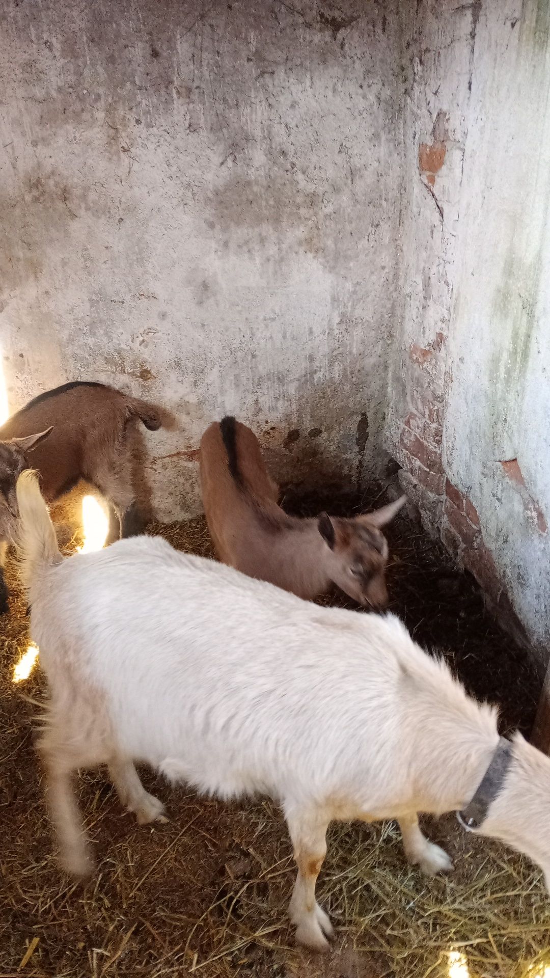 Capre cu iezi alpine cu sanen