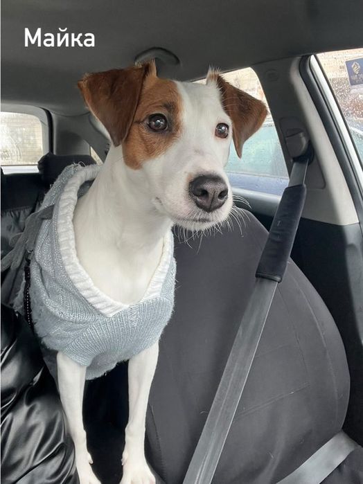 Джак Ръсел териер