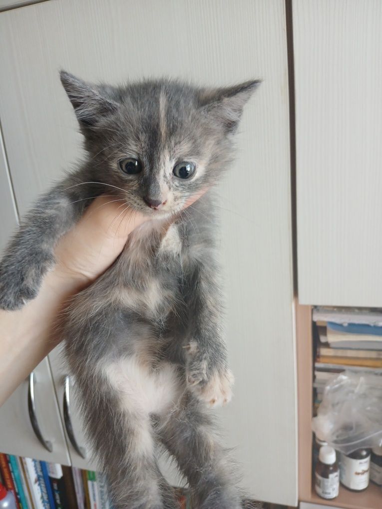 3 умных котёнка по 1,5 месяца