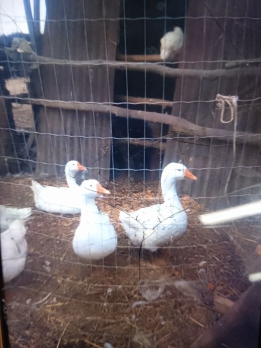 Продам гусей срочно
