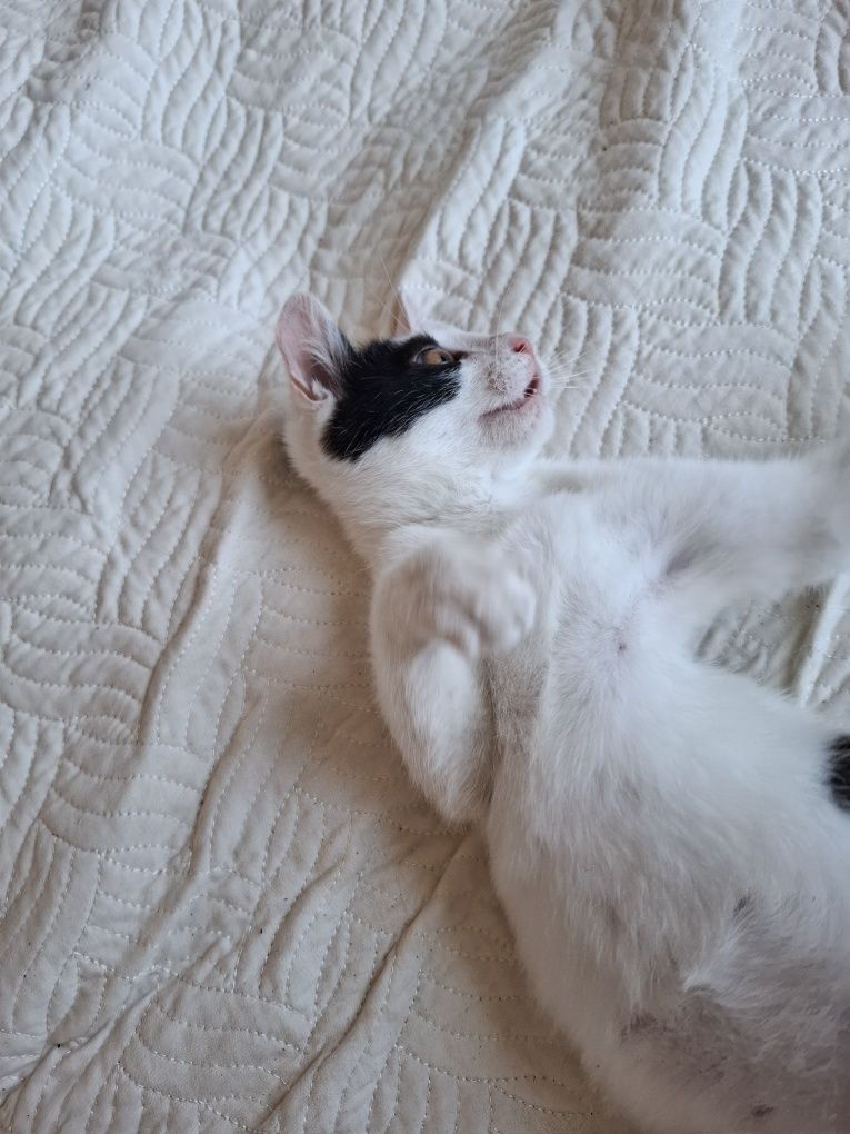 Търся дом за коте бяло с черно .Гальовно,Добро и мило