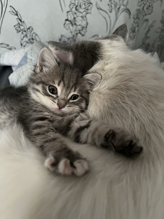 отдам котенка в добрые руки