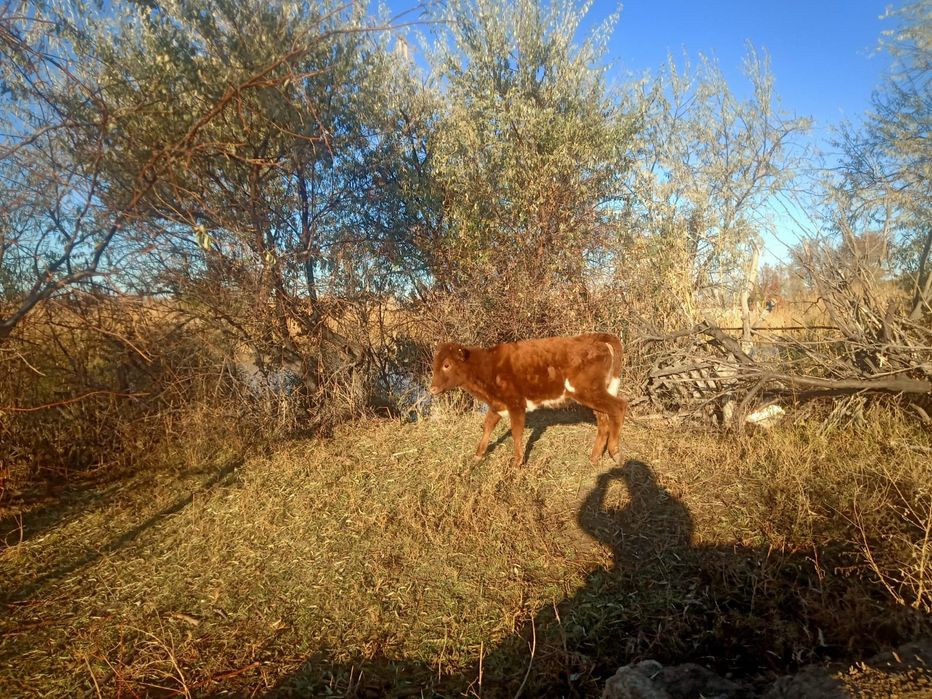 Ұрғашы баспак сатылады жеті айлық.