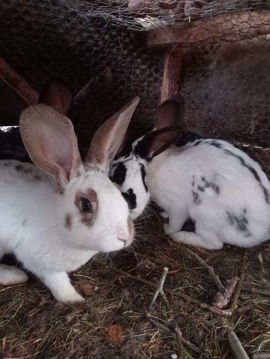 Iepuri albi cu negru stok