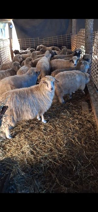 Vand 30 de oi bune grase la taiat