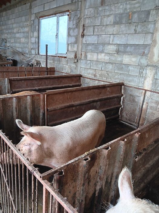 Продавам  прасета