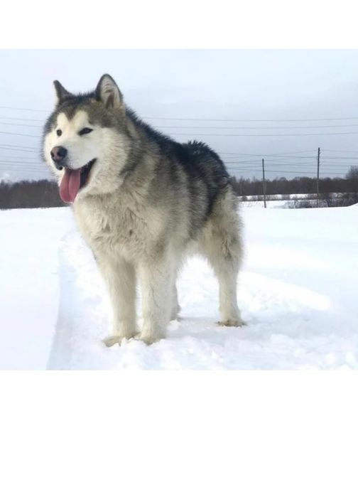 Отдам собаку в хорошие руки породы Алясканский  маламут
