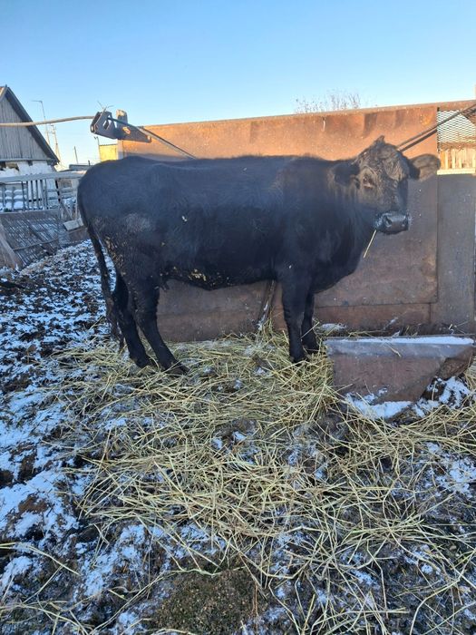 Продам крупно-рогатый скот