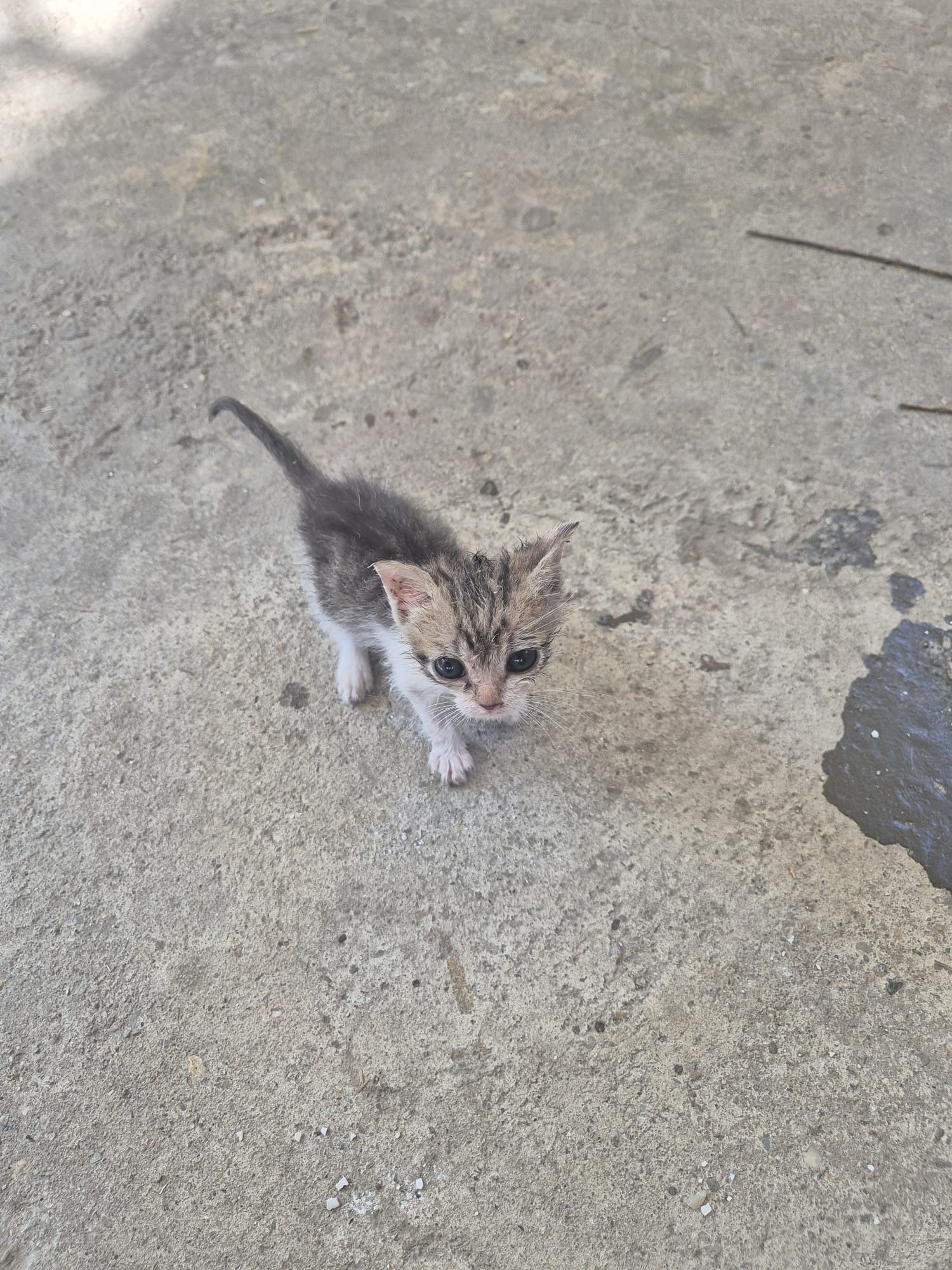 Pisoi spre adoptie