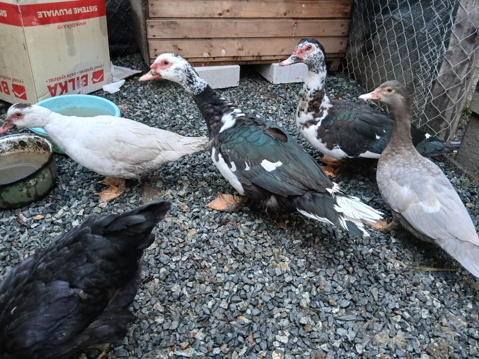 Rațe leșești sau schimb