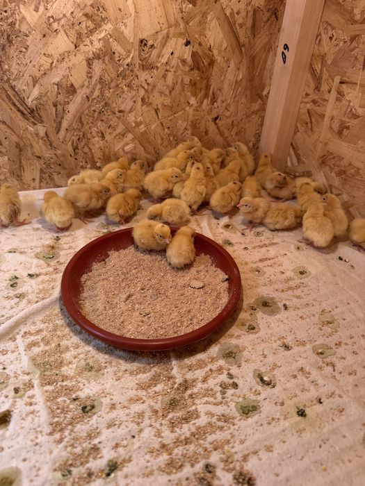 bedana beliy gigant jojalari