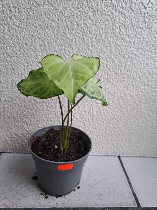 Цветя Дървото на живота, палма, сингониум