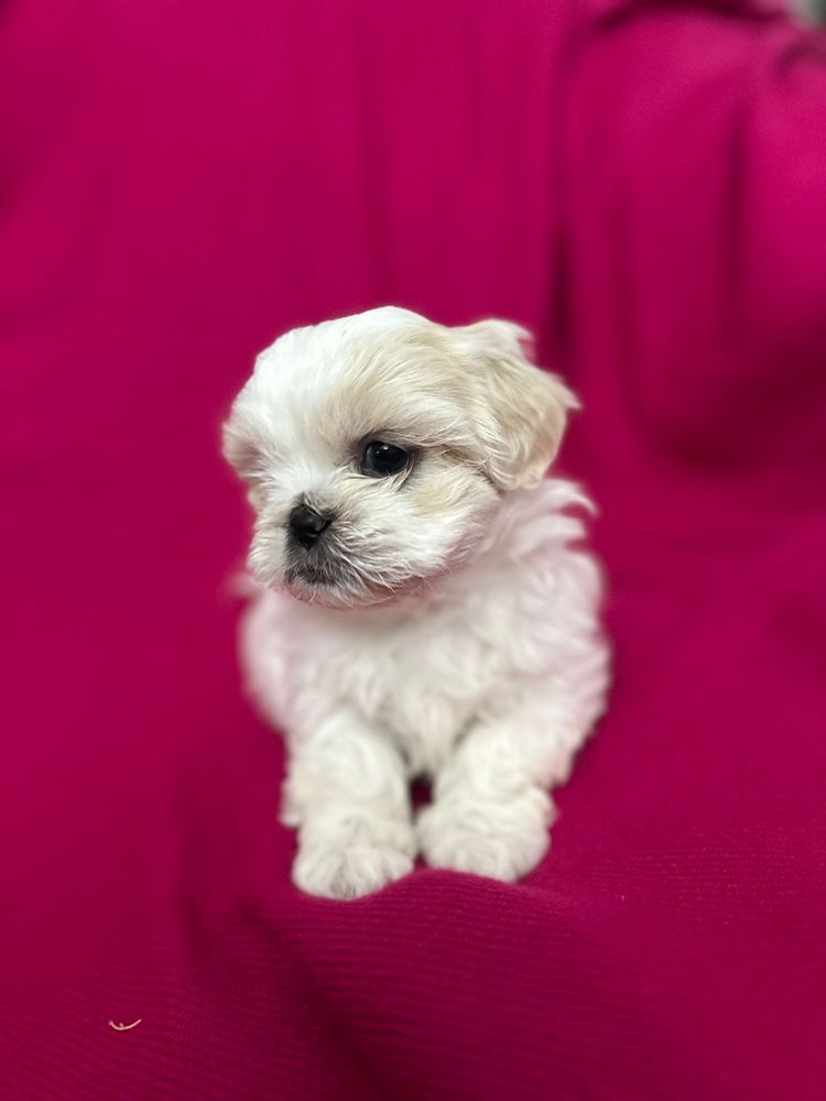 Puiuti Shih Tzu