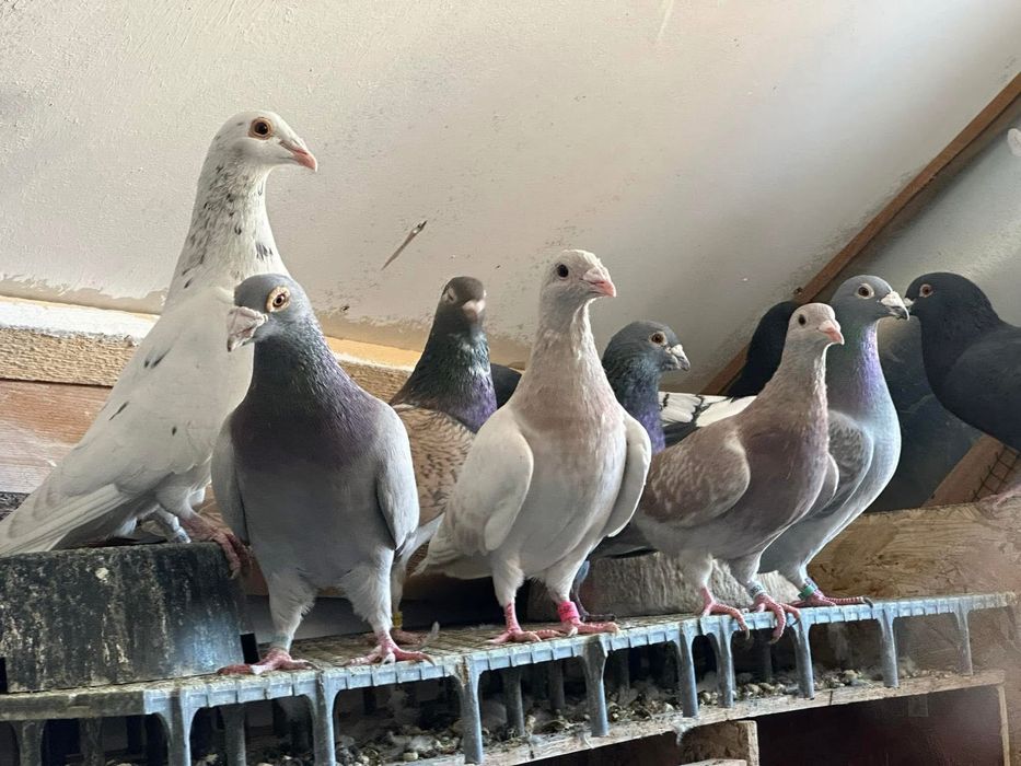 Porumbei voiajori culori rare!