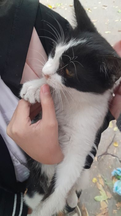 Котята в самые любящие руки