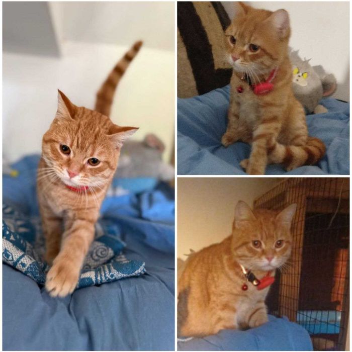 Котёнок, ухоженный, 5-6 месяцев.