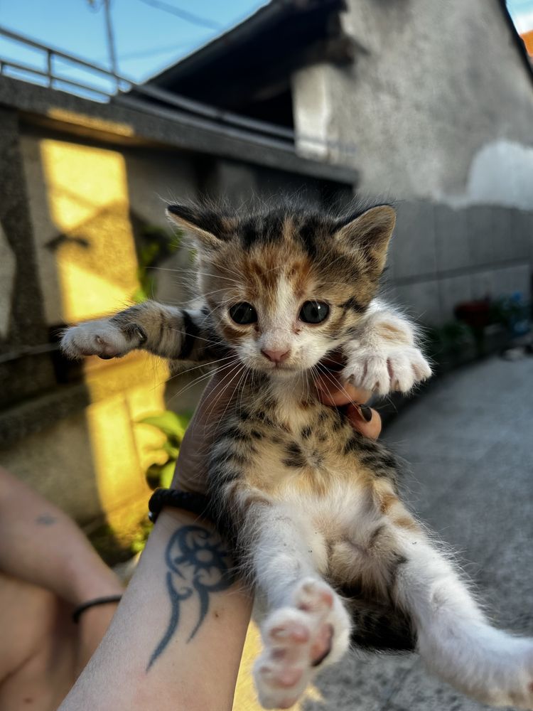 Подарявам котенца