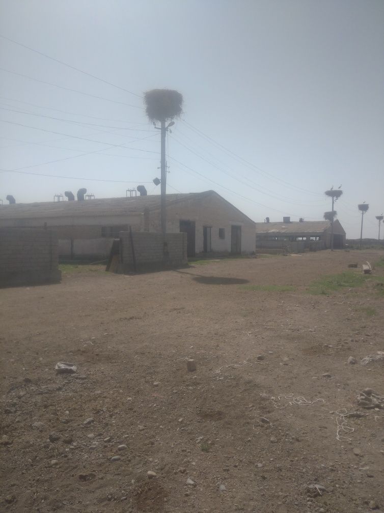 Ferma sotiladi 4 gektar hujati joyida